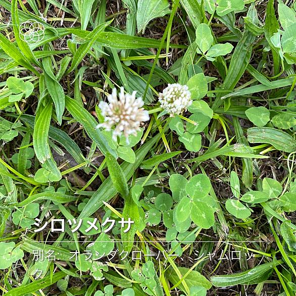 エノコログサとは 動植物の人気 最新記事を集めました はてな エノコログサとは 動植物の人気 最新記事を集めました はてな