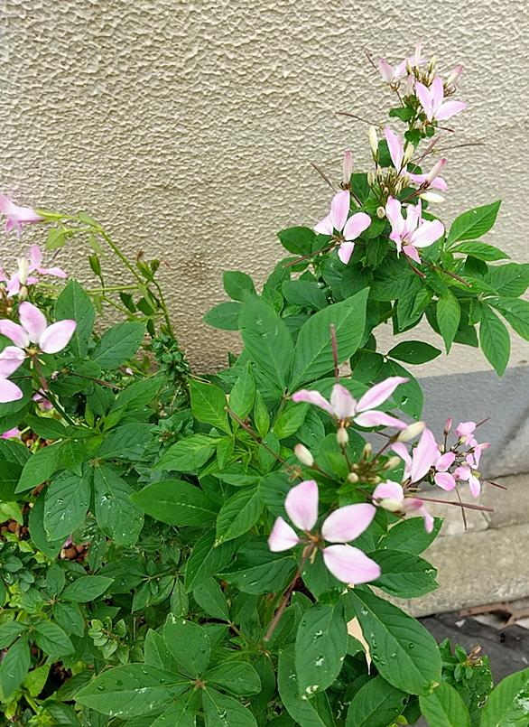 ペンタスとは 動植物の人気 最新記事を集めました はてな ペンタスとは 動植物の人気 最新記事を集めました はてな