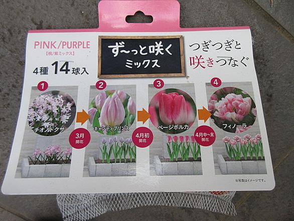 チオノドクサとは 動植物の人気 最新記事を集めました はてな チオノドクサとは 動植物の人気 最新記事を集めました はてな