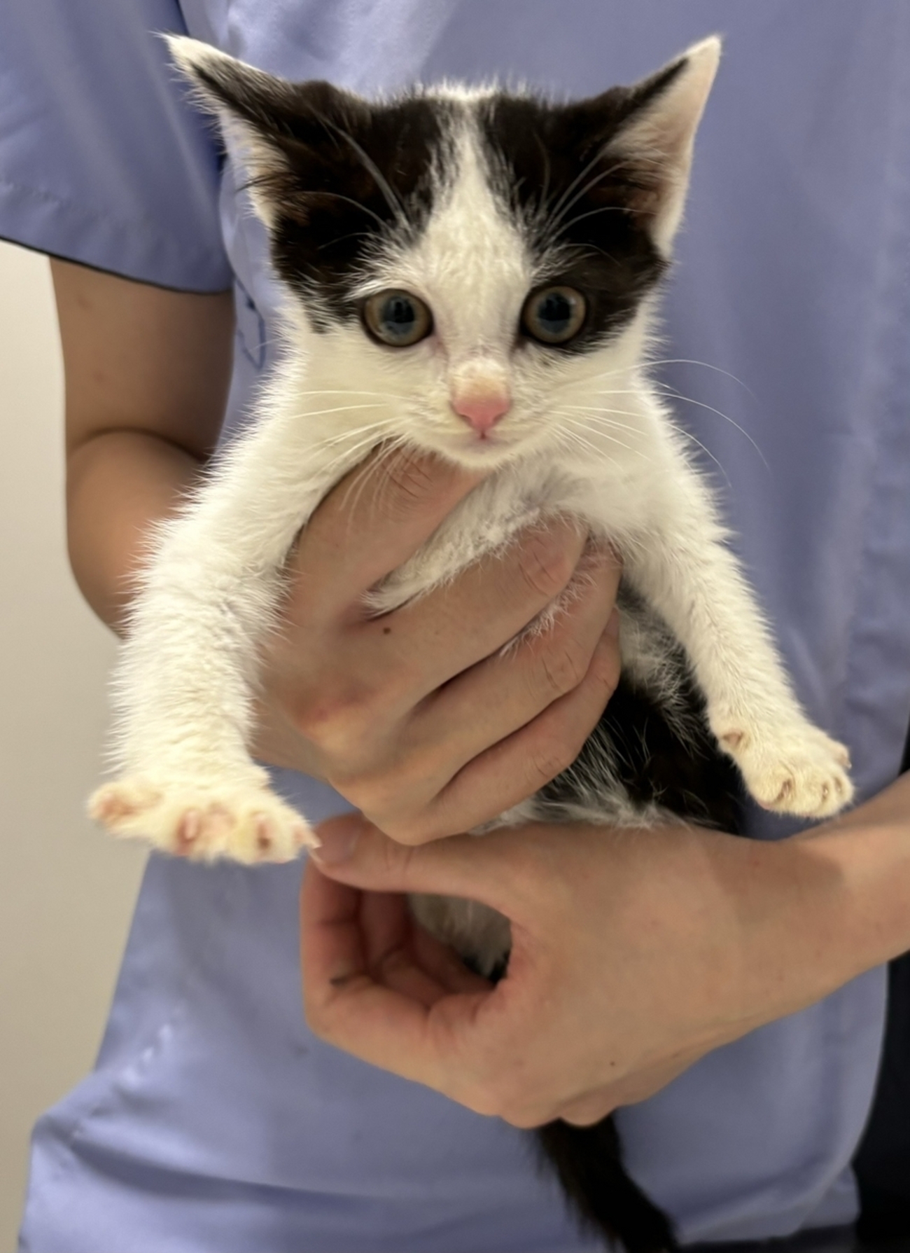 ふんばり親子猫　ハチワレ かわいいハチワレ子猫 華」群馬県 - 猫の里親募集(41784
