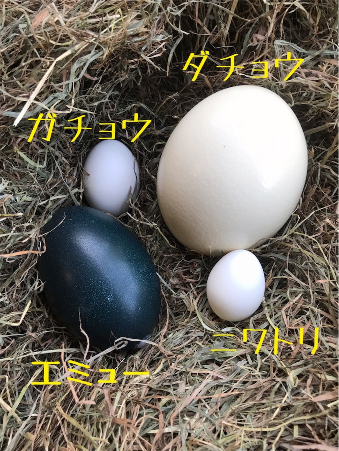 ダチョウの卵を食べてみた！！ - 元動物飼育員のイラストレーターblog