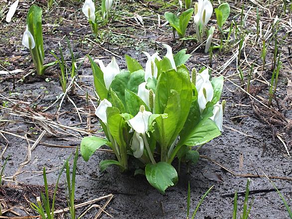 水芭蕉とは 動植物の人気 最新記事を集めました はてな 水芭蕉とは 動植物の人気 最新記事を集めました はてな
