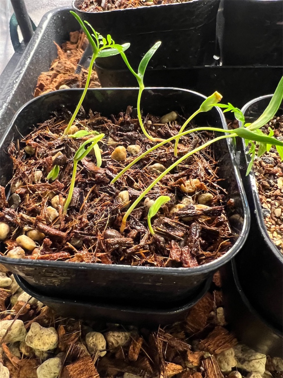 【国内実生】オペルクリカリア デカリー 緑ボコ肌 太り良好株 ※鉢のまま発送 植物販売】兵庫県宝塚市㈱陽春園植物場ネット通販