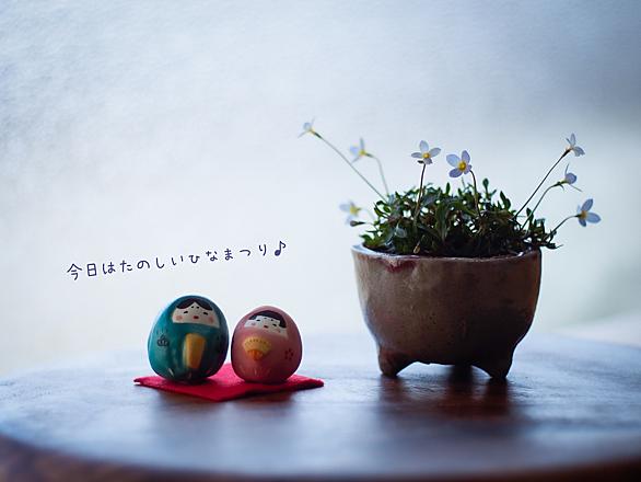ヒナソウとは 動植物の人気 最新記事を集めました はてな
