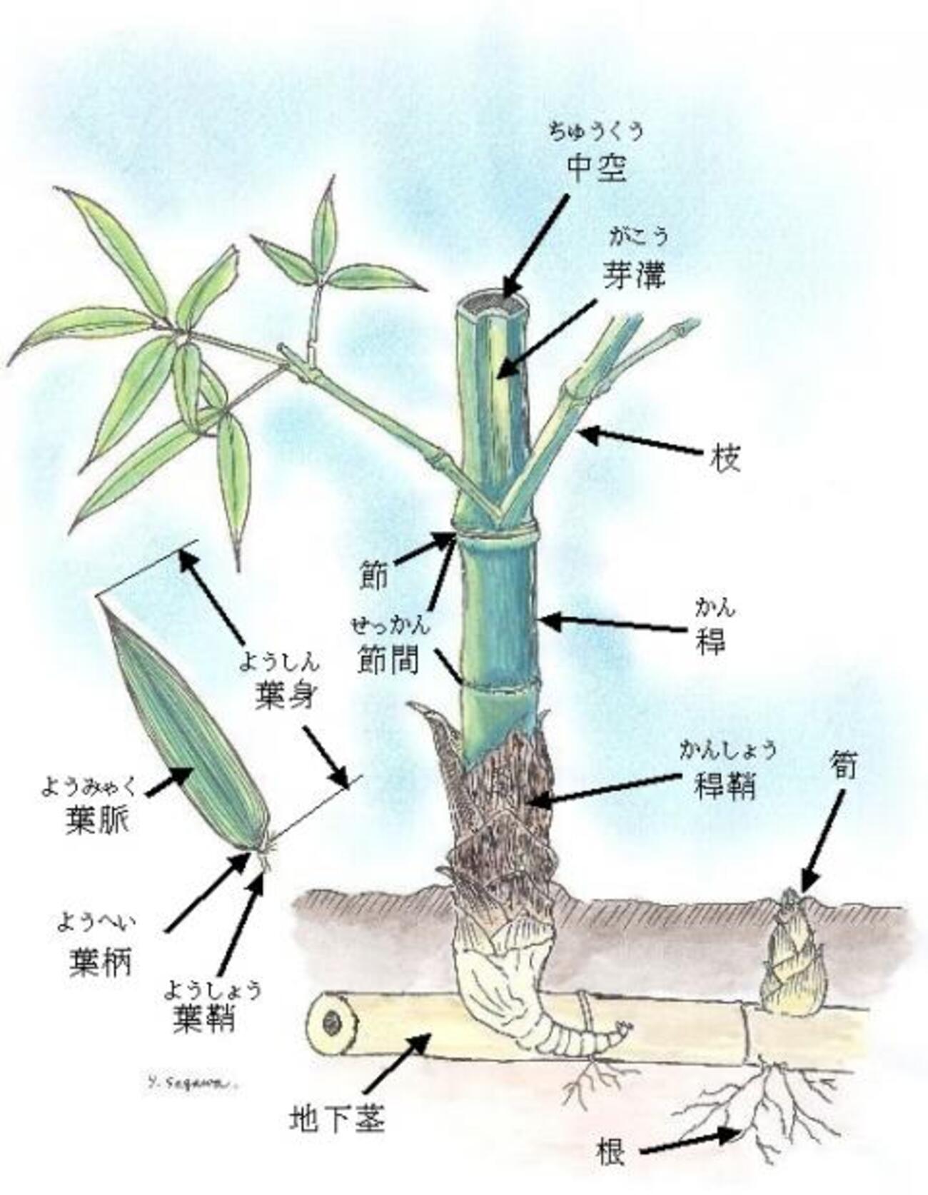 竹 と 笹 の 違い