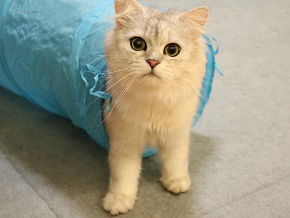 チンチラシルバーとは 動植物の人気 最新記事を集めました はてな チンチラシルバーとは 動植物の人気 最新記事を集めました はてな