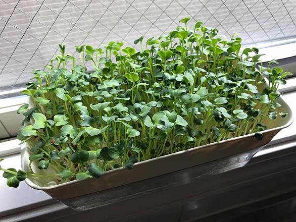 水耕栽培とは 動植物の人気 最新記事を集めました はてな 水耕栽培とは 動植物の人気 最新記事を集めました はてな