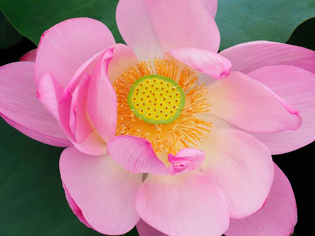 大磯で蓮の花を見た - Etsuro1のブログ