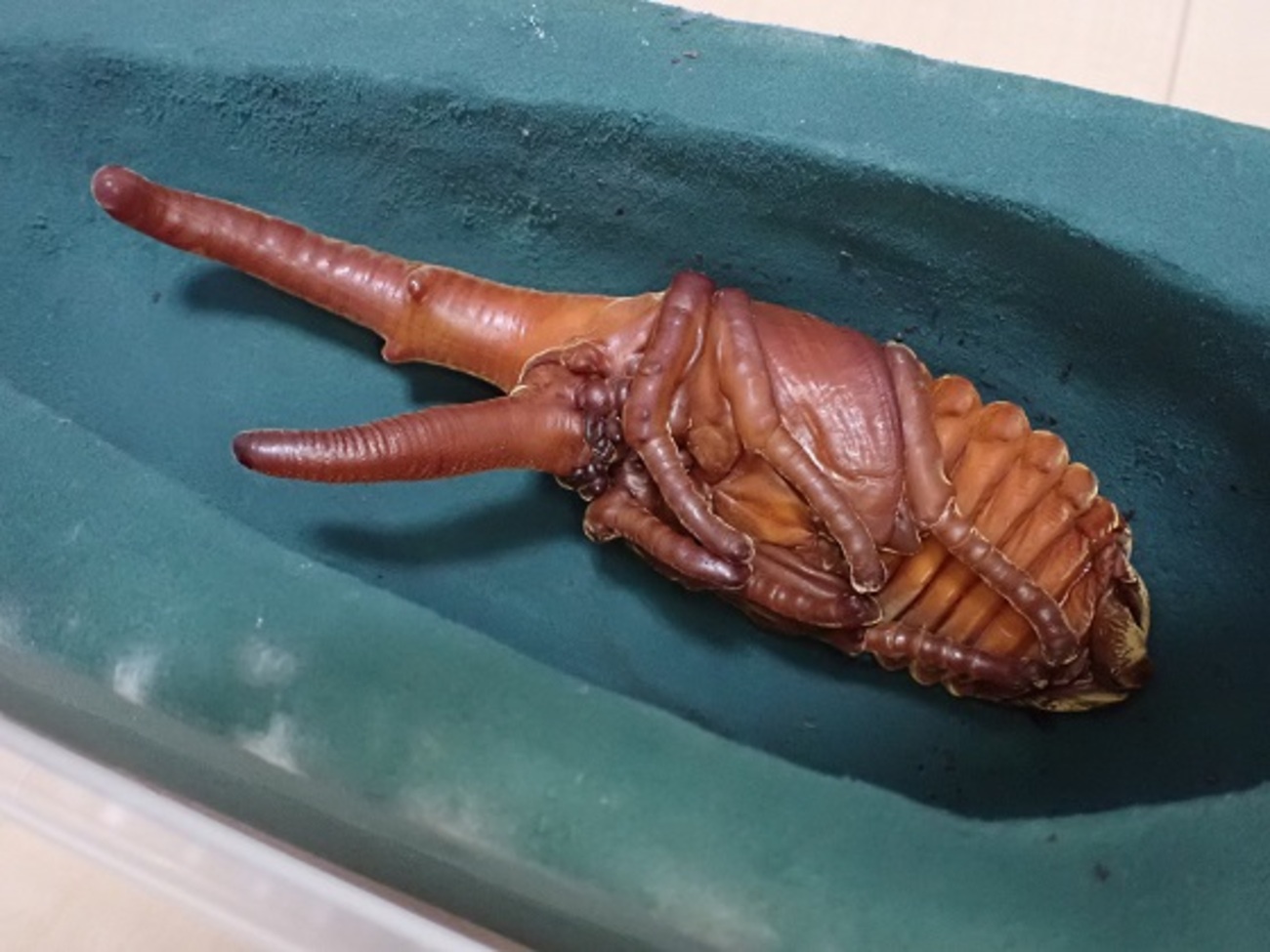 ヘラクレスオオカブトの蛹化をタイムラプスで撮ってみた - そつがない 