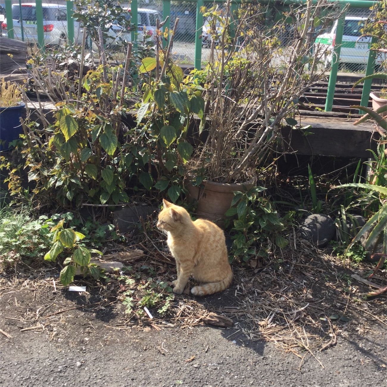 鶴猫 クローラちゃん出産中❣️