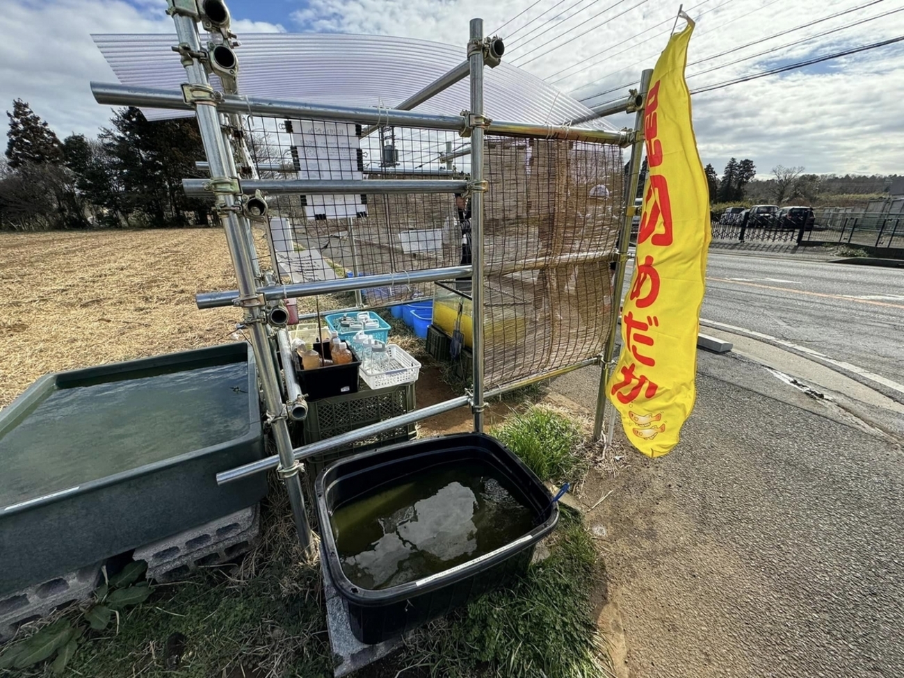 無人引取所になんと200匹のメダカ - 堀切めだか