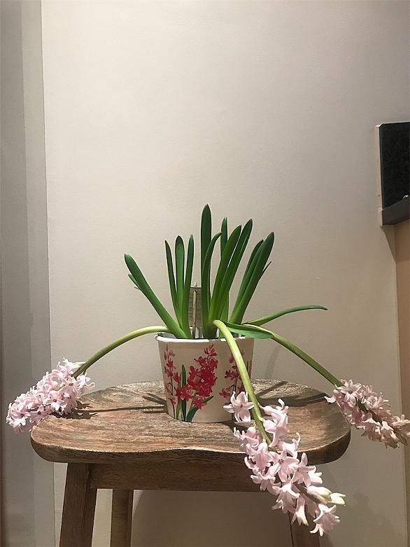 ヒヤシンスとは 動植物の人気 最新記事を集めました はてな