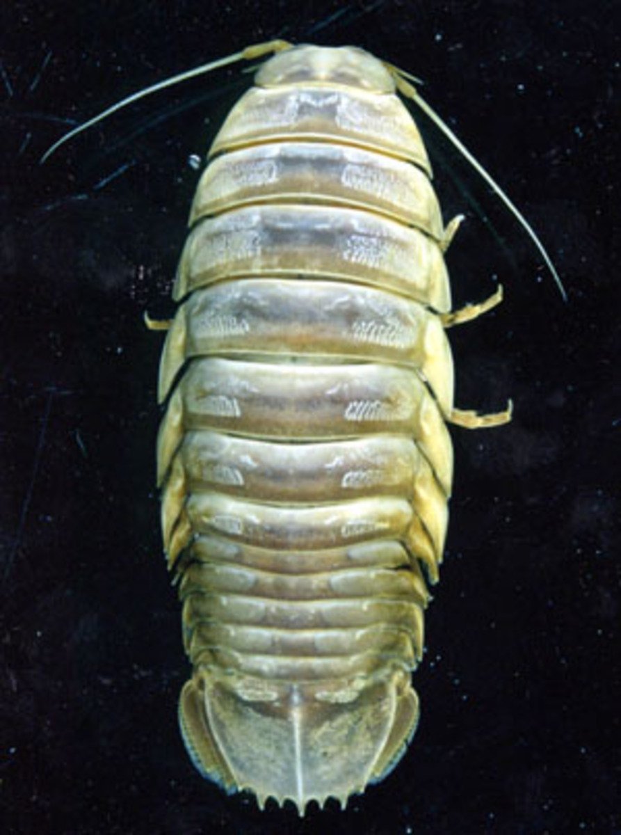 標本 284mm 大王具足蟲 ダイオウグソクムシ bathynomis