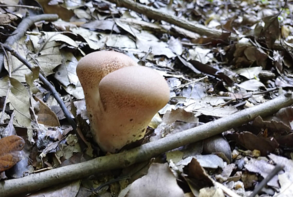 キノコとは 食の人気 最新記事を集めました はてな