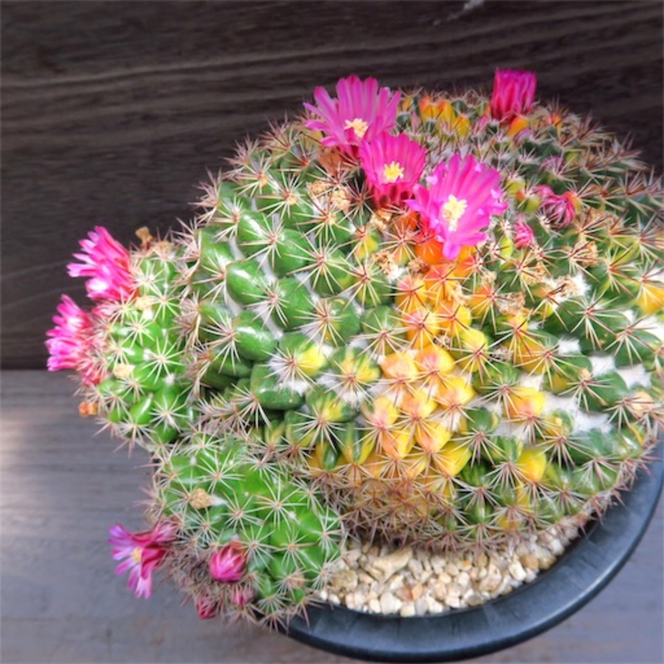 実生品種‼️花サボテン はにまる 花サボテン №22-70 希少な実生苗 1点のみ - メルカリ