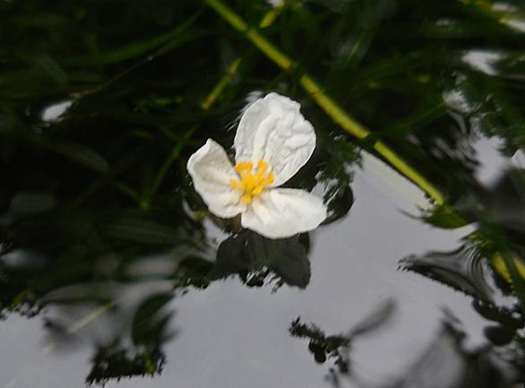 アナカリスの花とは 人気 最新記事を集めました はてな