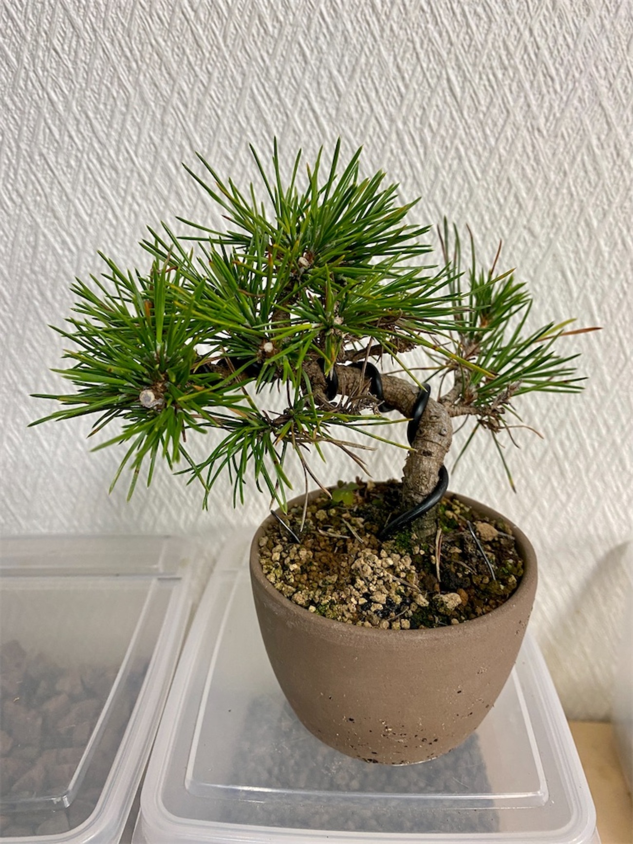 黒松の古葉取りと針金かけ - BONSAIちえ
