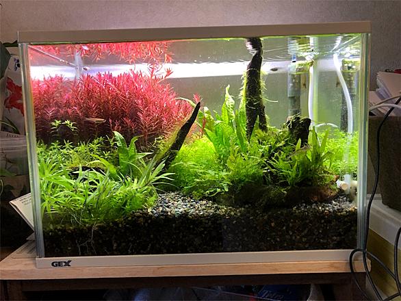 ロタラとは 動植物の人気 最新記事を集めました はてな