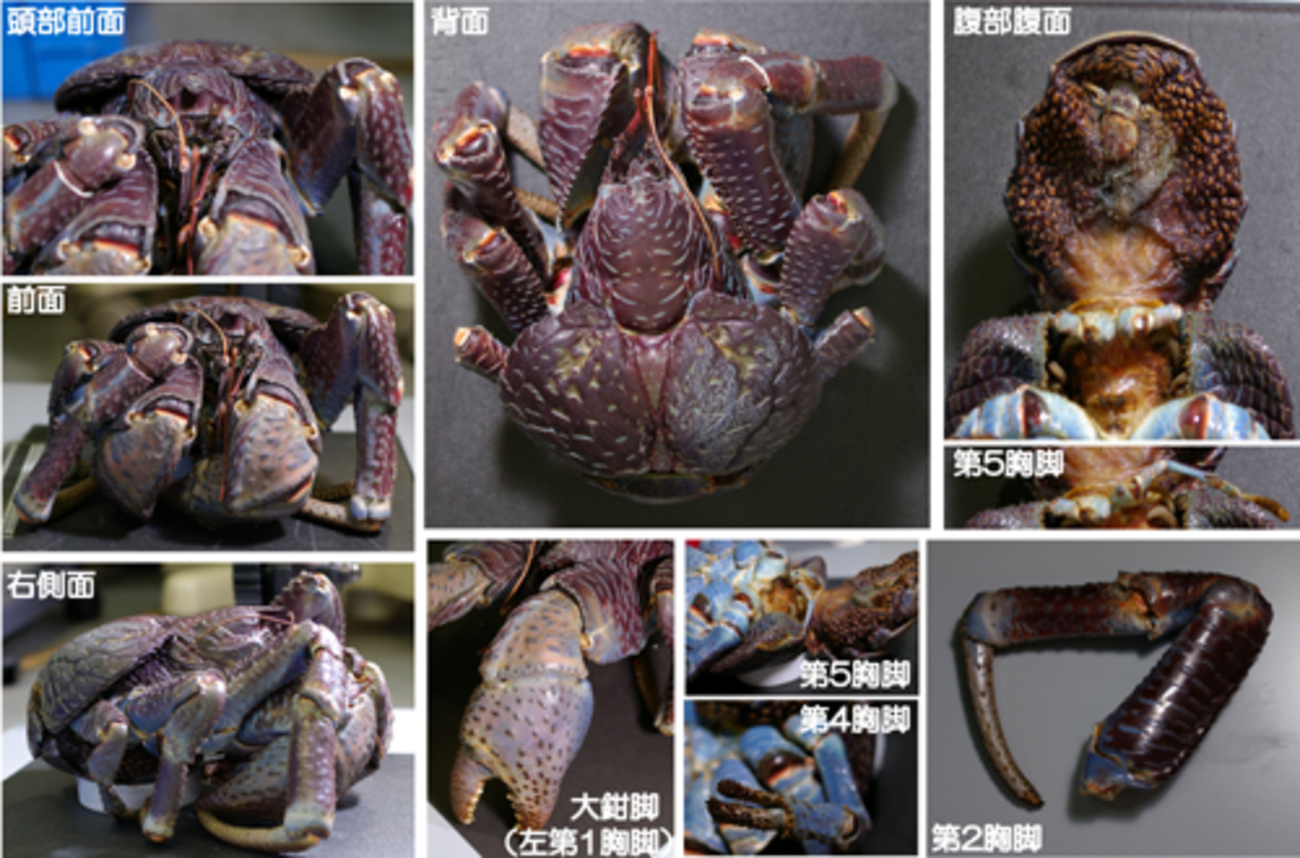 ヤシガニ - Nob!!の勝手に甲殻類 ～ミジンコからタカアシガニまで 