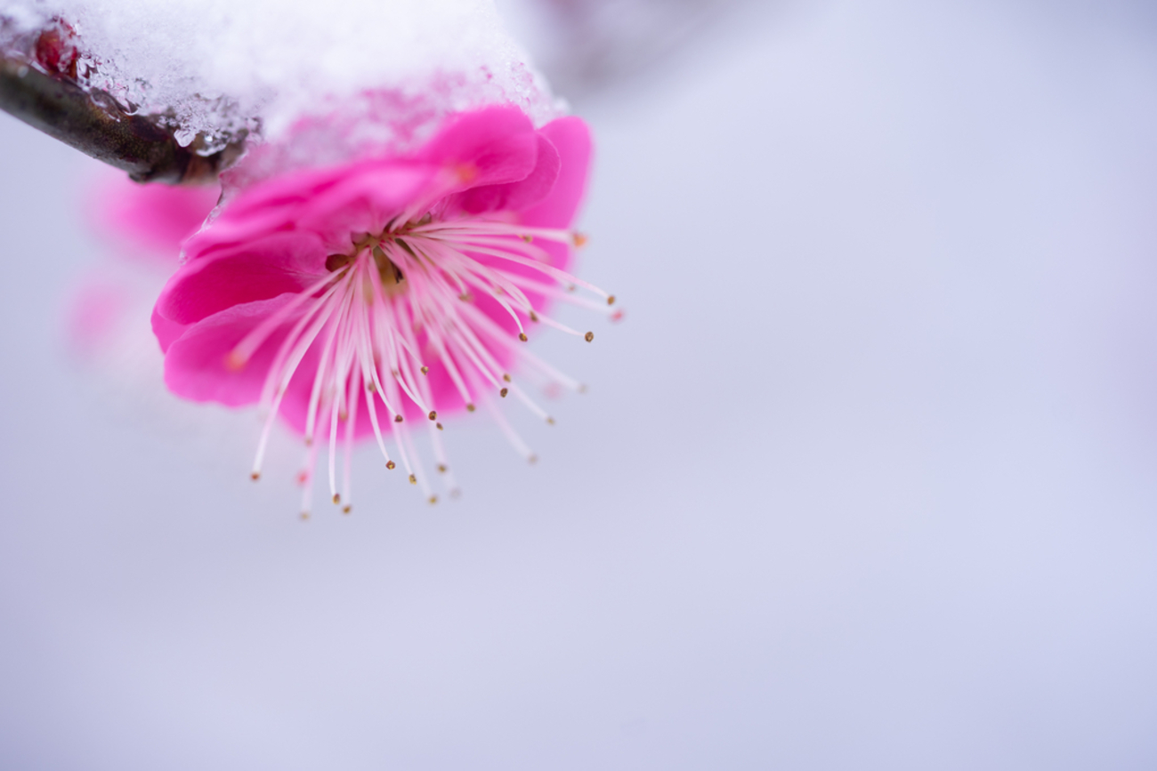 雪の梅 51UpyjZvIRL._UF1000,1000_QL80_.jpg