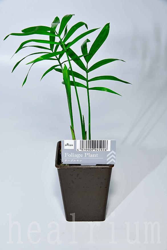 テーブルヤシとは 動植物の人気 最新記事を集めました はてな テーブルヤシとは 動植物の人気 最新記事を集めました はてな