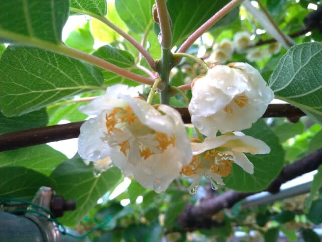 栽培メモ：ケールのネット掛けとバラのにっくき奴ほか - croche's vege-garden