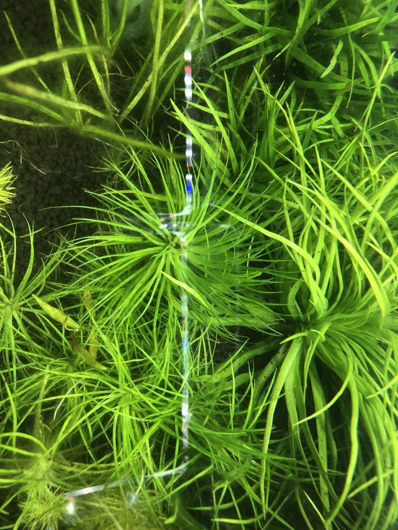 クロホシクサ Eriocaulon parvum - 水草オタクの水草がたり．