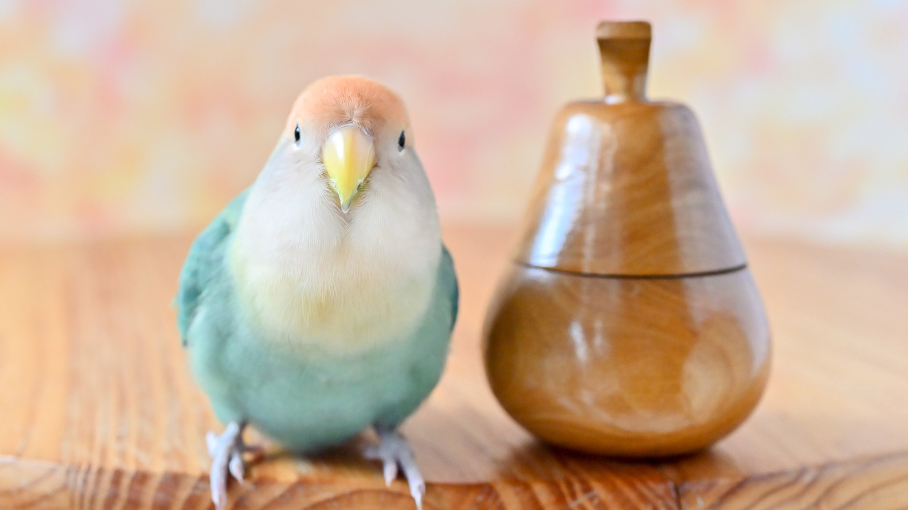 小動物の接写とマクロ写真—生態写真入門 (共立フォトグラフィックシリーズ) Amazon.com: 小動物の接写とマクロ写真―生態写真入門 (共立