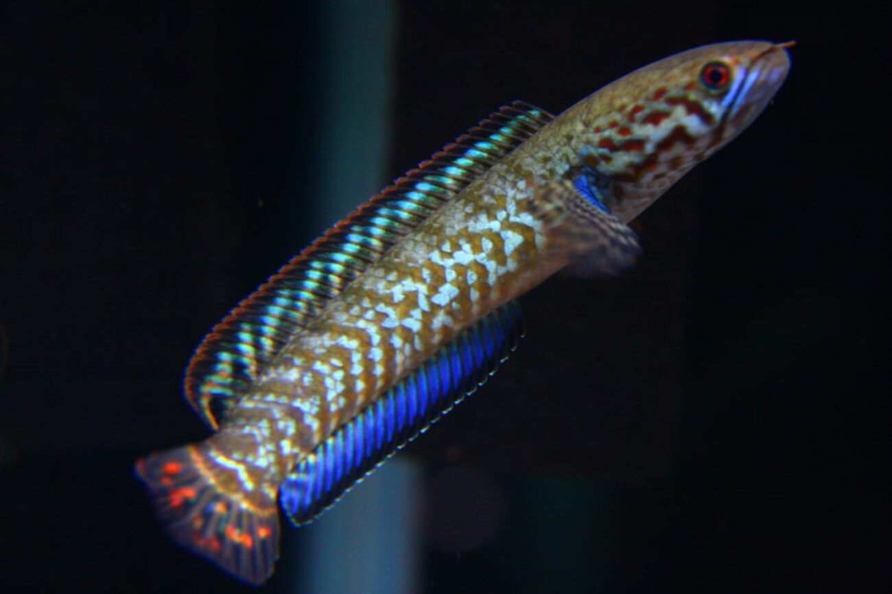 バイオレットスネークヘッド ブルーが強い極美個体