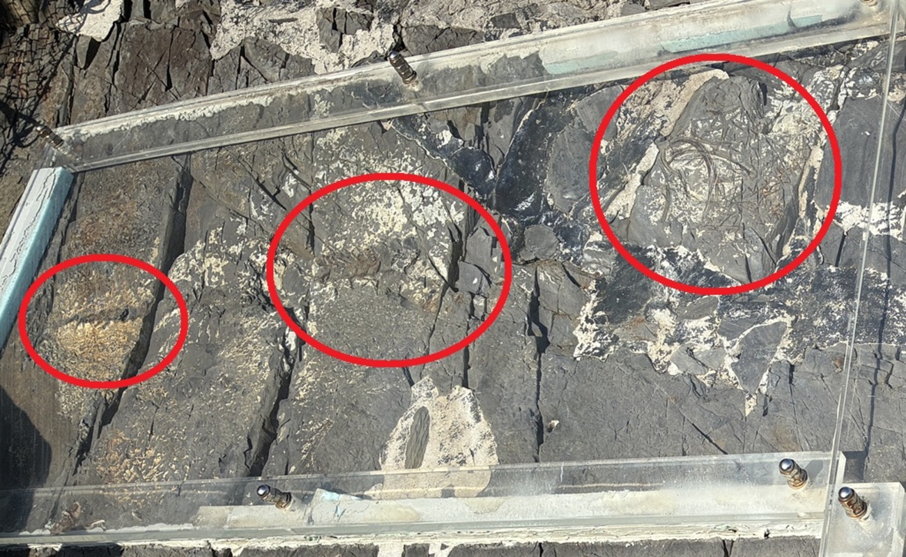 backend=imagemagick;version=1;