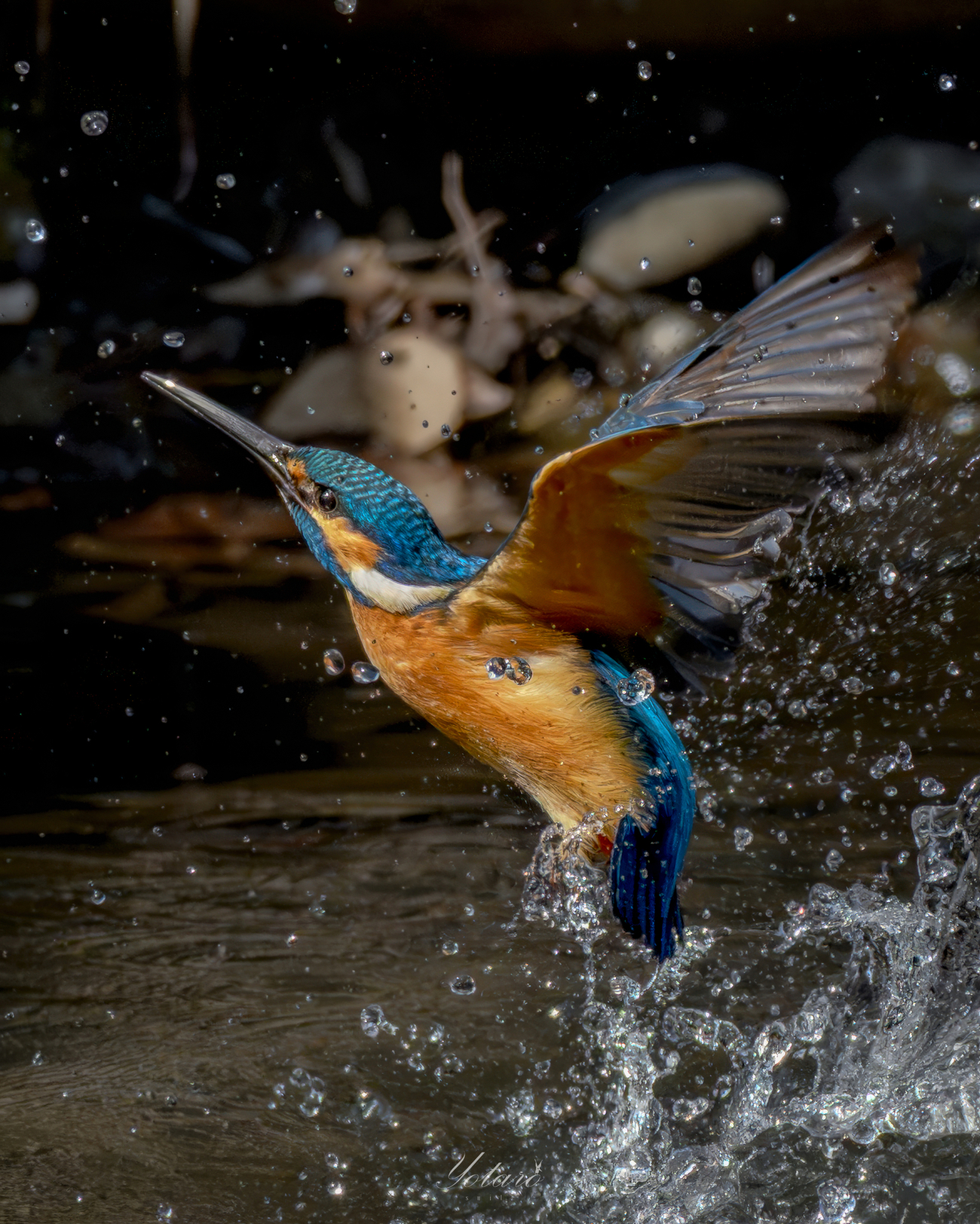 カメラ7点セット　未確認品　現状品 僕の野鳥撮影【2026年上半期ベスト写真 5選】 - MONOKIRI 35mm