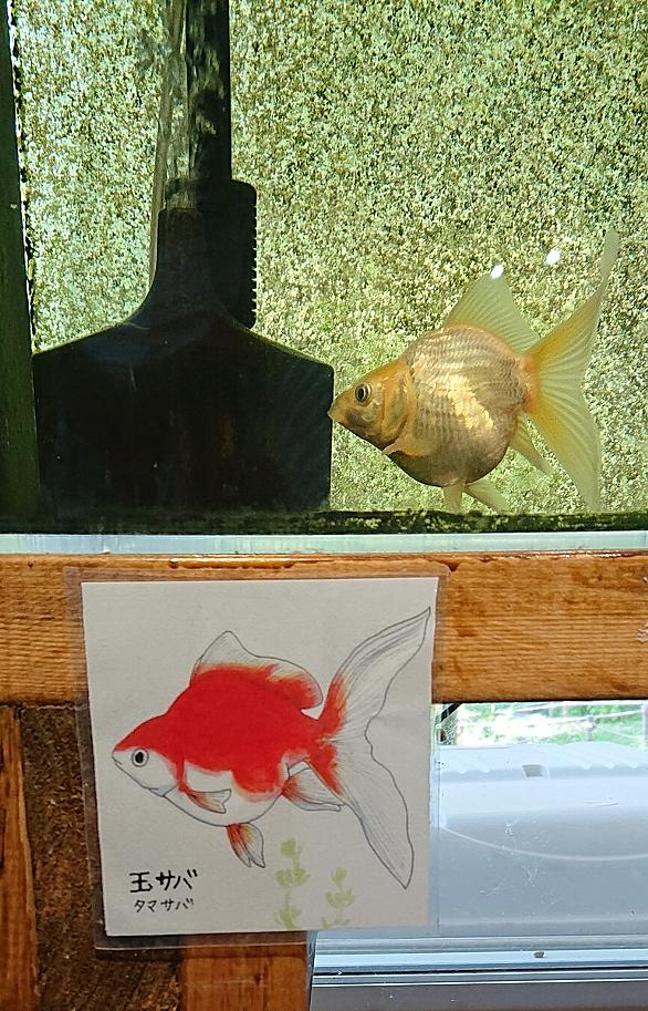 金魚すくいとは ゲームの人気 最新記事を集めました はてな 金魚すくいとは ゲームの人気 最新記事を集めました はてな