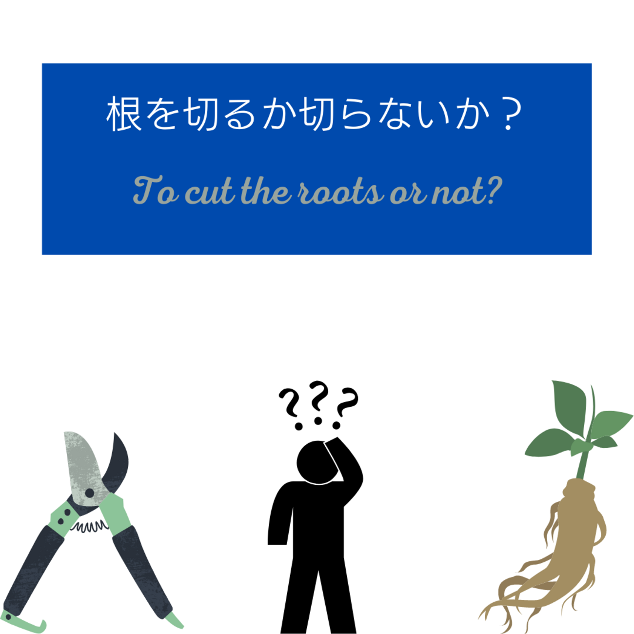 ベアルート株を枯らす前に】発根管理 根を切る切らない！？ - And Plants