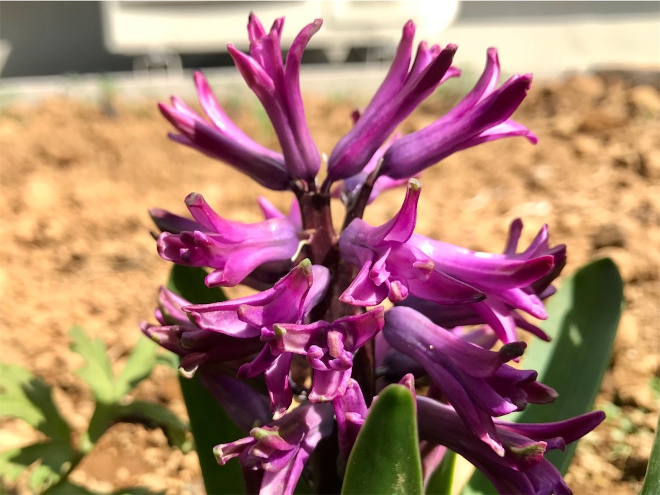 ヒヤシンス】路地植えヒヤシンスが開花！二番花が咲く条件は