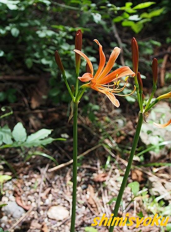 キツネノカミソリとは 動植物の人気 最新記事を集めました はてな キツネノカミソリとは 動植物の人気 最新記事を集めました はてな