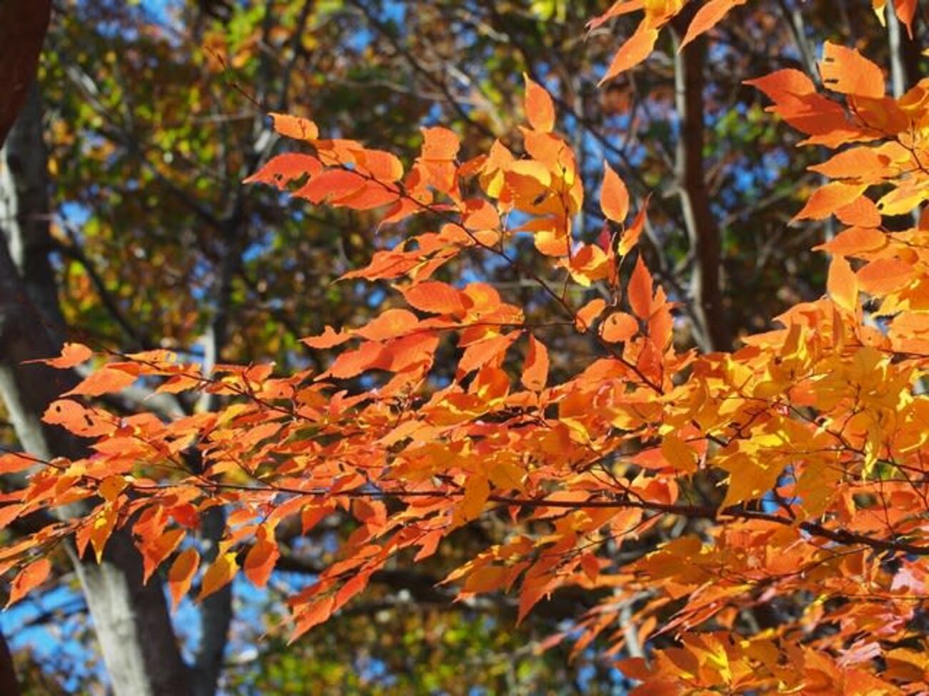 アカシデ・1~紅葉 - 多摩ニュータウン植物記Part5