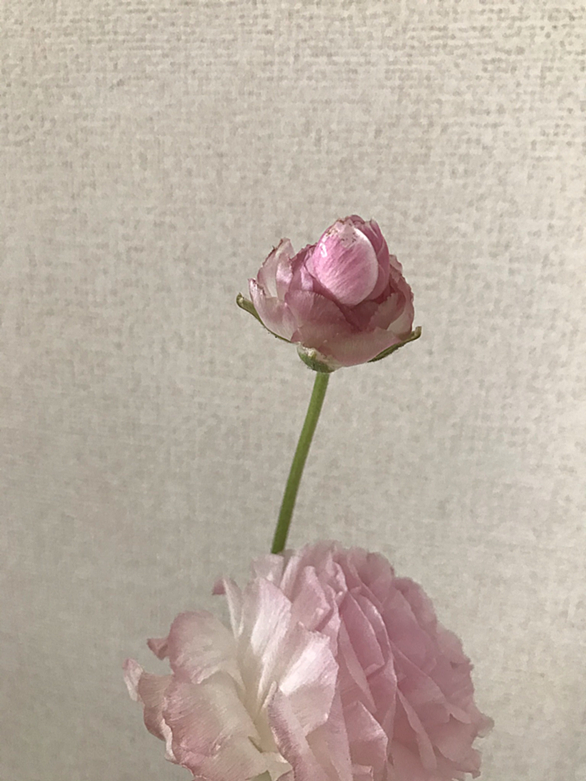 ラナンキュラスとは 動植物の人気 最新記事を集めました はてな
