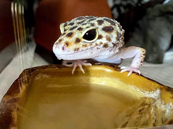 ヒョウモントカゲモドキとは 動植物の人気 最新記事を集めました はてな
