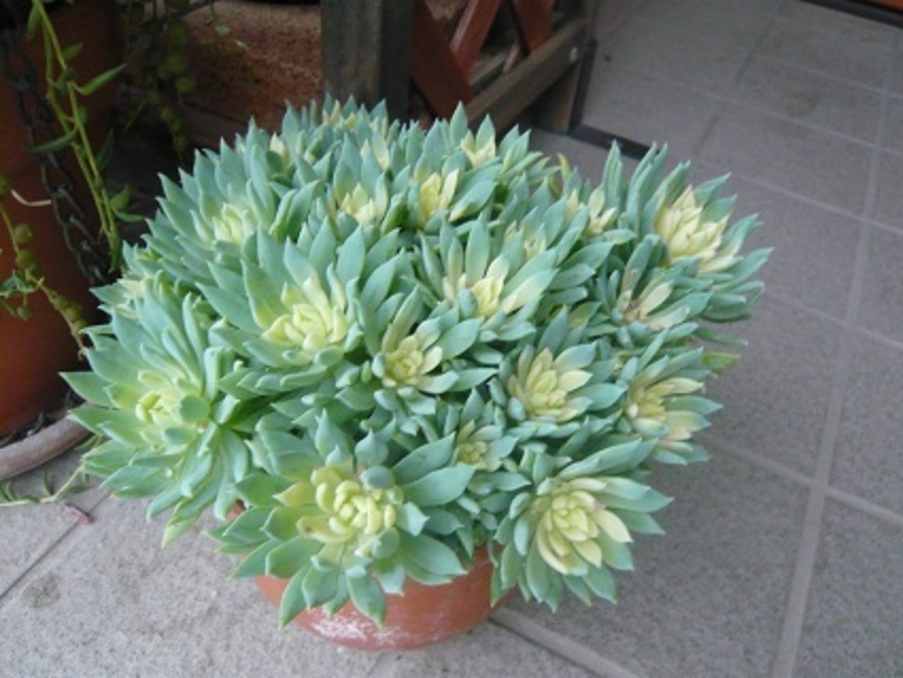 多肉 植物 ファンファーレ