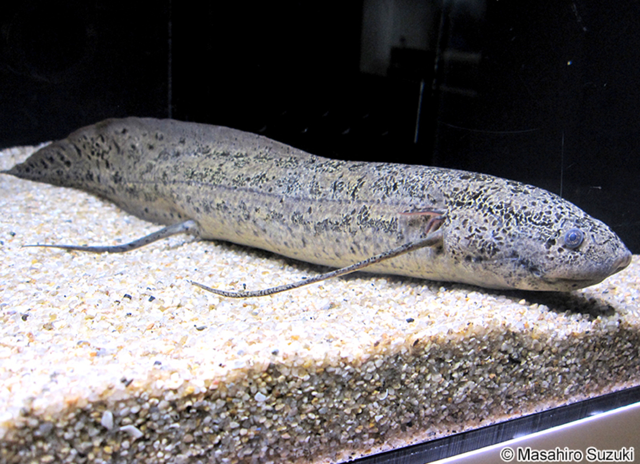 生きた化石】日本で飼育できる肺魚6種類とその飼育法まとめ - ABY 