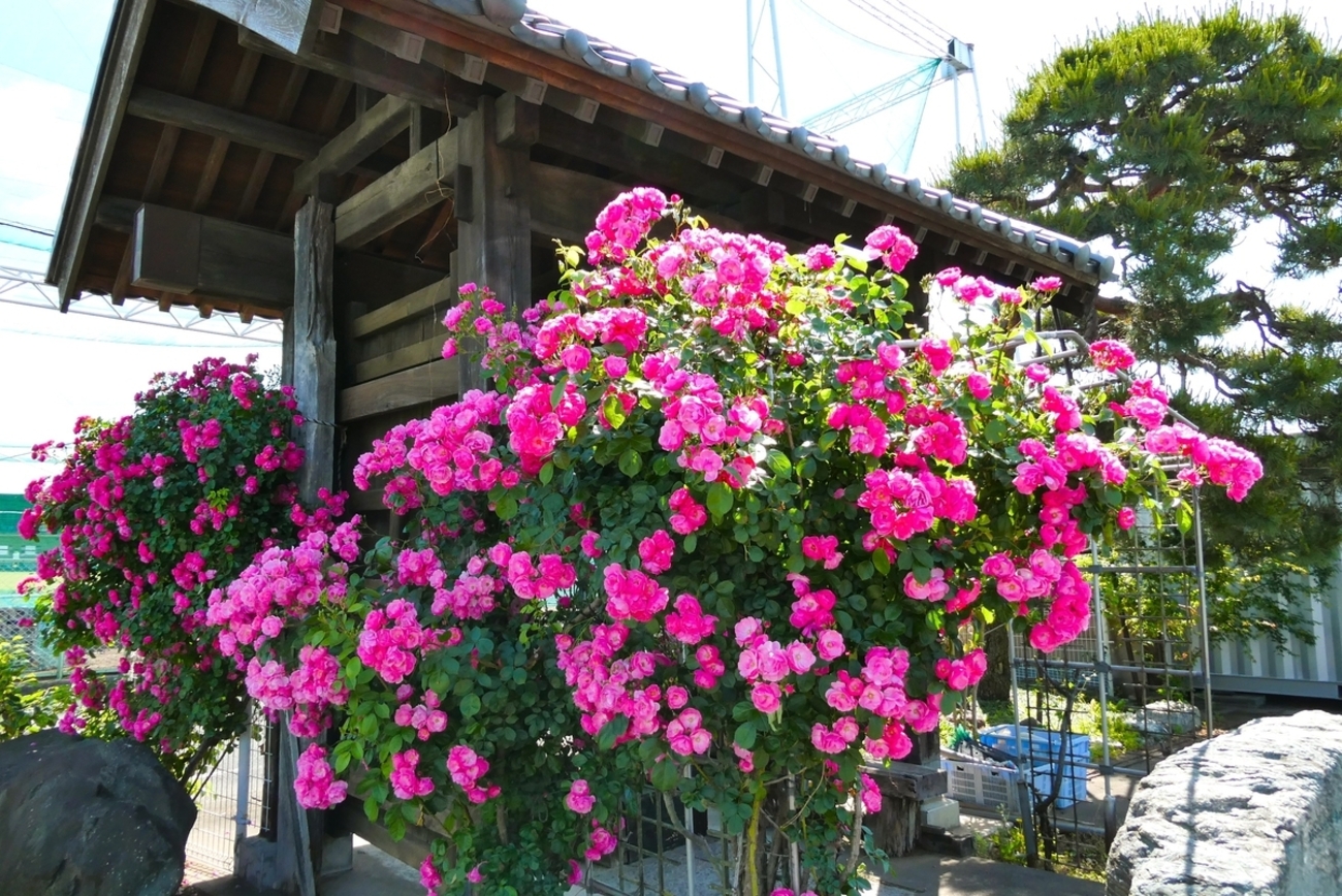 薔薇風呂。