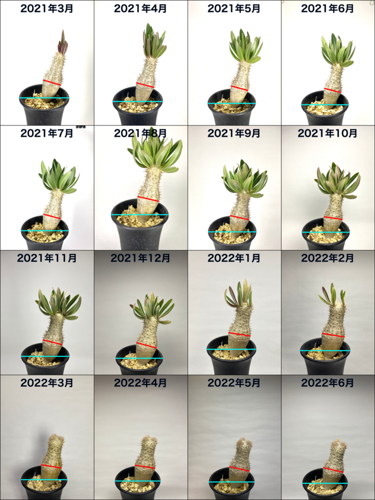 Pachypodium inopinatum （パキポディウム イノピナツム）BBY流の育て 