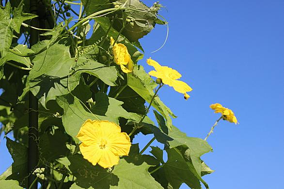 糸瓜とは 動植物の人気 最新記事を集めました はてな