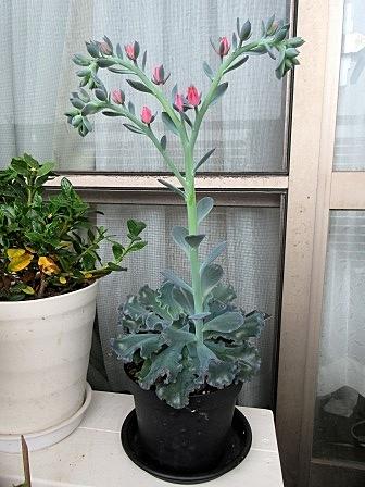 ポーチュラカとは 動植物の人気 最新記事を集めました はてな ポーチュラカとは 動植物の人気 最新記事を集めました はてな