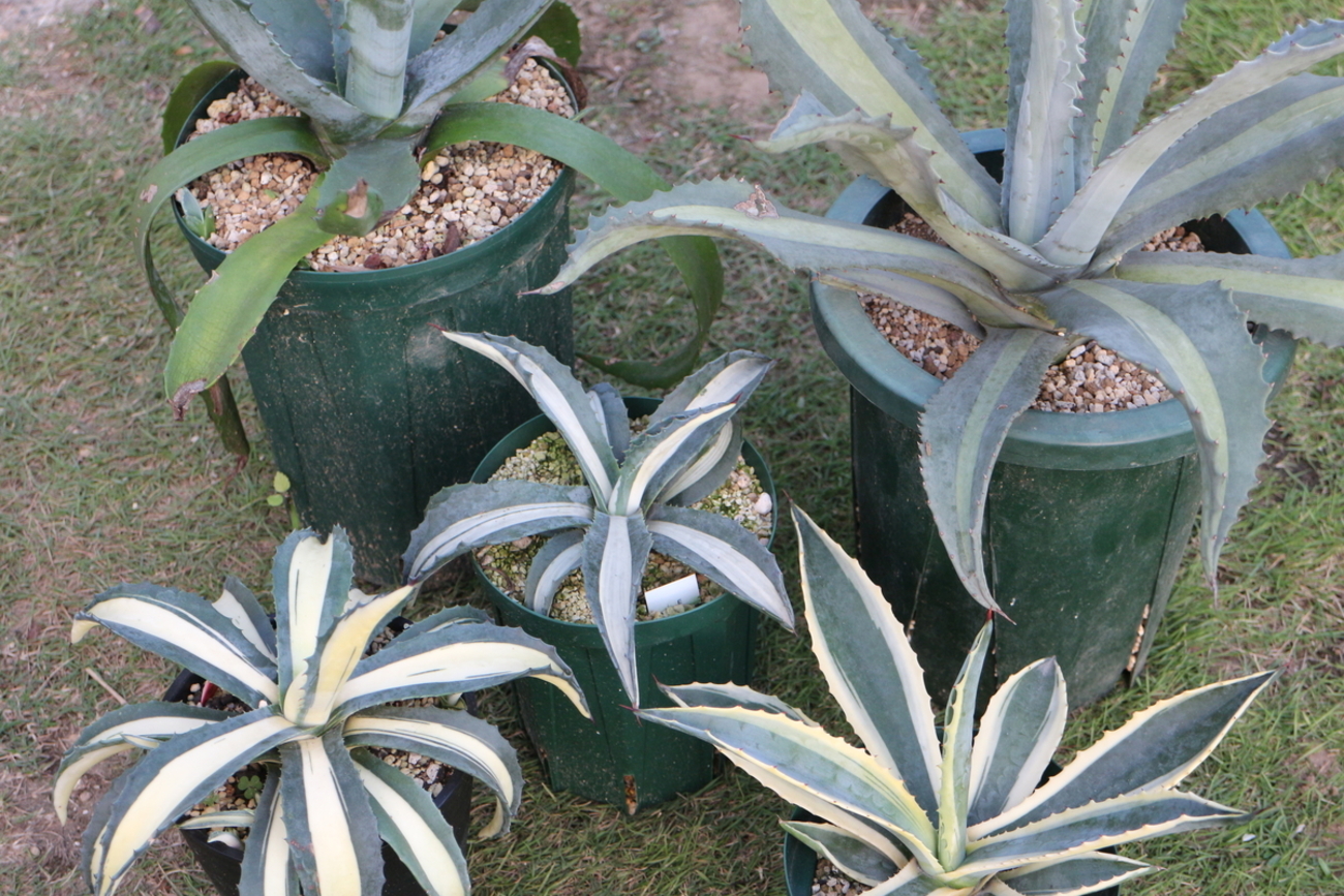 アガベ紹介 2】アガベ アメリカーナ Agave americana - ブルックリン 