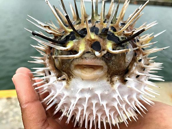 ハリセンボンとは 動植物の人気 最新記事を集めました はてな