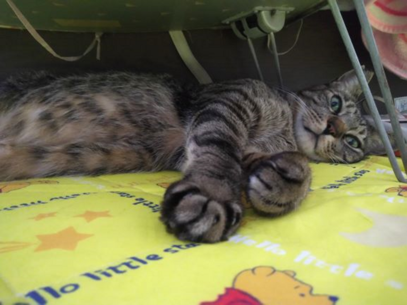 さくらねこって飼っても良いの？ - さくら猫を飼ってます