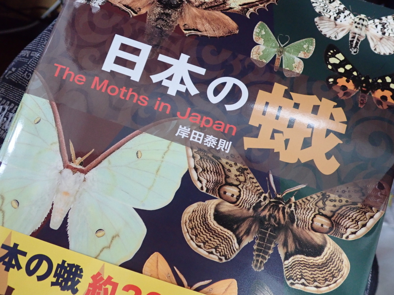 日本の蛾 The Moths in Japan 岸田泰則著 図鑑 世界の美しい蛾