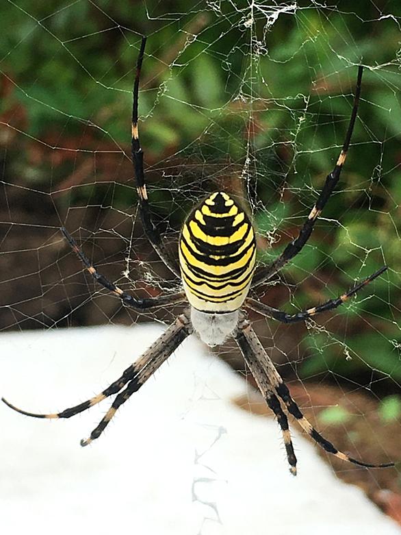 クモとは 動植物の人気 最新記事を集めました はてな