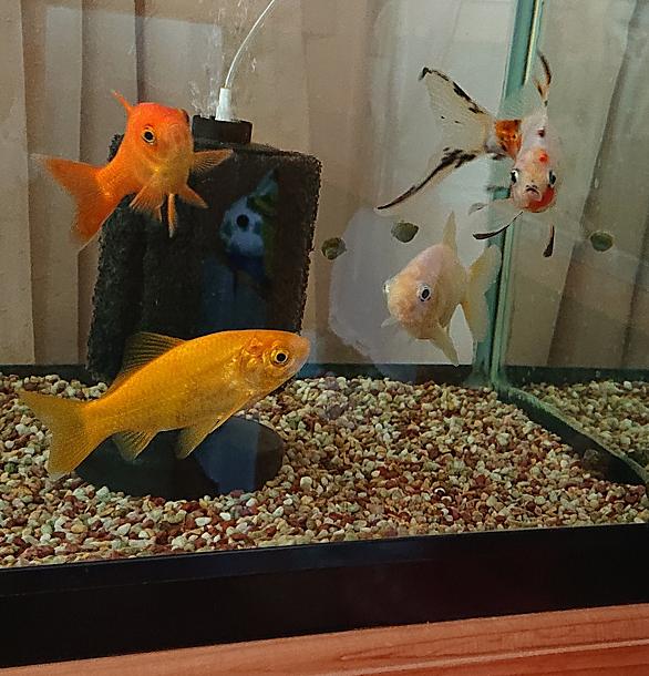 金魚部屋とは 人気 最新記事を集めました はてな 金魚部屋とは 人気 最新記事を集めました はてな